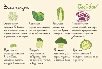 Капуста – королева овощей: все что стоит знать о видах и сортах