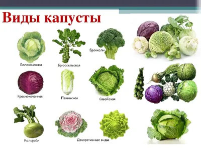 17 февраля – День капусты. Какой ваш любимый вид капусты и какие блюда вы  любите готовить из неё?» — Яндекс Кью