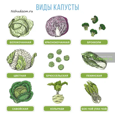 Популярные виды капусты: как выбрать и что приготовить