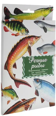 Маленький гений-Пресс Обучающие карточки Речные рыбы - купить с доставкой  по выгодным ценам в интернет-магазине OZON (136532917)