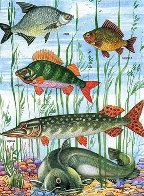 Картинки пресноводные рыбы для детского сада.