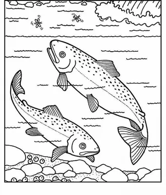 Речные рыбы, которые лучше не жарить. Мнение ихтиолога | Заметки ихтиолога.  | Дзен