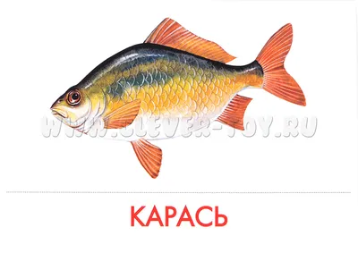 Список вредных видов рыбы, которую лучше не есть - 11 апреля 2021 -  ФОНТАНКА.ру