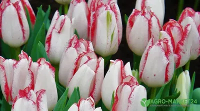 Топ 10 сортов поздних махровых тюльпанов- «Блог Флориум.юа» 2024