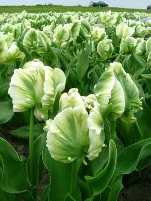 Виды и сорта тюльпанов - более 40 сортов с фото и описанием