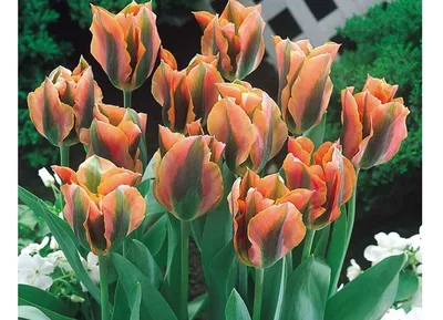 Интересные и необычные сорта тюльпанов | Тюльпаны, Тюльпановый сад, Зеленые  цветы