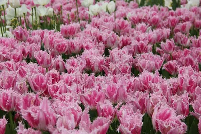 Разновидность тюльпанов — SonceSad Разновидность тюльпанов — SonceSad