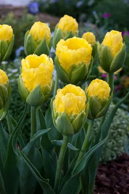 Парад тюльпанов: виды и сорта любимой культуры | Интернет-магазин садовых  растений
