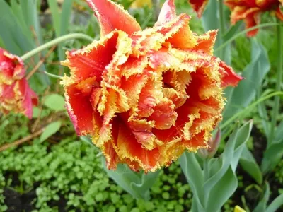 Интересные и необычные сорта тюльпанов | Тюльпаны, Тюльпановый сад, Цветок