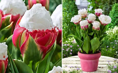 Необычные сорта тюльпанов и пара советов творческому садоводу: conjure —  LiveJournal