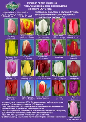 Необычные сорта тюльпанов — Ботаничка
