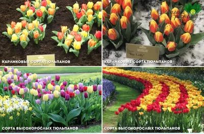 Международная классификация тюльпанов — Википедия