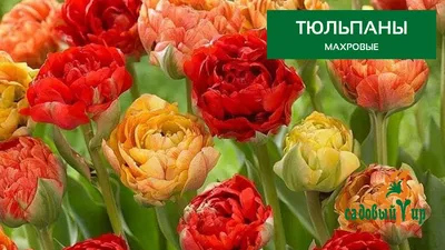 Блог - Как выбрать нужный сорт тюльпанов