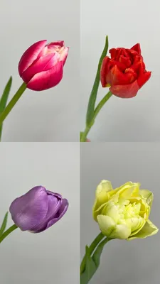 Махровые тюльпаны. Лучшие сорта из нашего каталога - YouTube