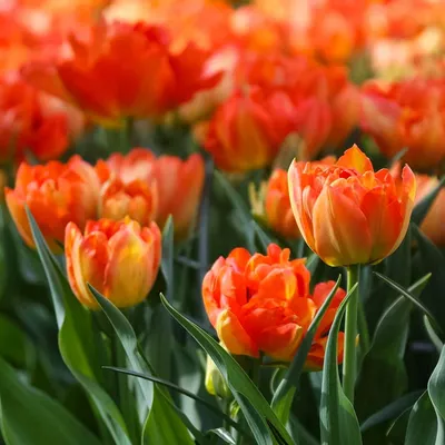 Сорта и виды тюльпанов | ДАЧА: ЦВЕТЫ | Постила