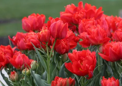 Тюльпан - Tulipa. Тюльпаны уход, выращивание тюльпанов
