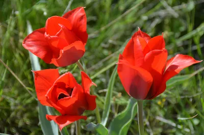Виды тюльпанов