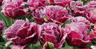Туркменская флора насчитывает 16 редких видов тюльпанов