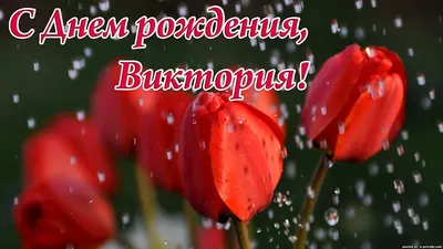 Виктория Жукова поздравила Председателя Правительства Донецкой Народной  Республики Виталия Хоценко с Днём Рождения! - Лента новостей ДНР