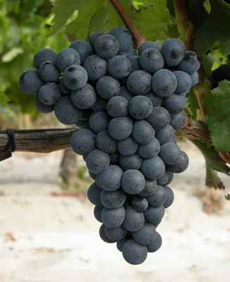 Купить Вино из винограда Шардоне (Chardonnay)