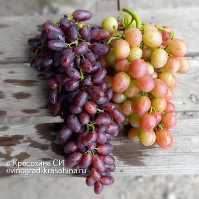 Виноград — польза и вред для организма, кому нельзя есть виноград -  Чемпионат