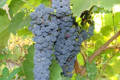 Узбекистан и Россия выведут новые сорта винограда
