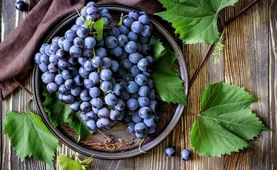 Виноград - фрукт или ягода, польза и вред для человека