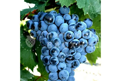 Полезные свойства винограда для человека: состав и противопоказания