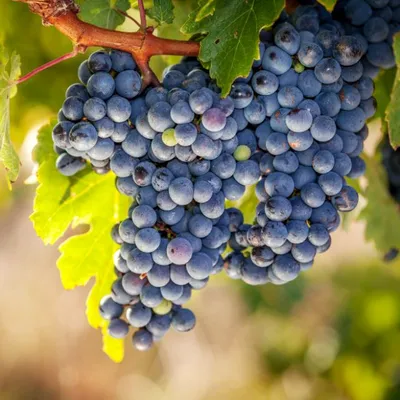 Любящий южное солнце виноград в Латвии оценили даже барсуки / Статья