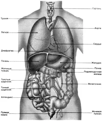 Строение человека (внутренние органы): 30 фото с надписями