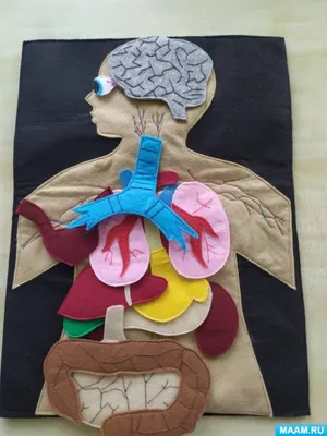 Как Расположены Внутренние Органы? Анатомия Человека + Картинки | Анатомия  человека, Человек, Журнал о здоровье