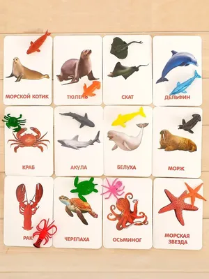 Развивающий набор с карточками \"Водные животные\" ZABIAKA 10856164 купить в  интернет-магазине Wildberries