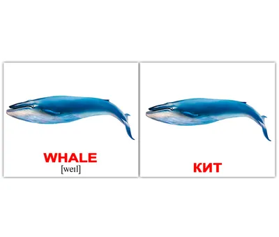 Различные водные животные и рыбы 1 Векторное изображение ©clairev 4285236