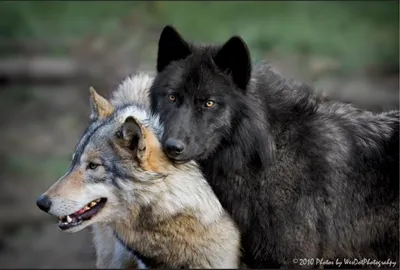 волк, wolf | Wolf dog, Wolf love, Wolf photography