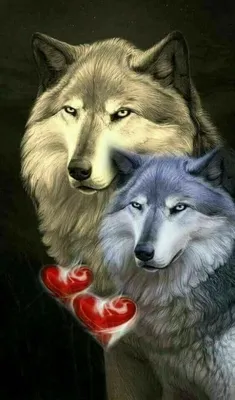 волчья любовь волка и волчицы｜Поиск в TikTok