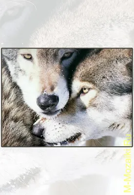 Влюбленные волки картинки - 79 фото