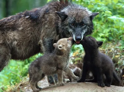 Волчица защищает волчат от охотников…» — создано в Шедевруме