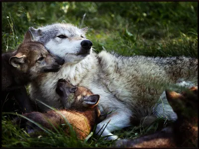 Повесть о волчице по имени Ди. 7. Возвращение матери-волчицы | Летопись  живой природы | Дзен