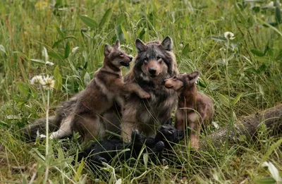 Волчица с волчатами – заказать на Ярмарке Мастеров – TCLFWBY | Мягкие  игрушки, Серпухов