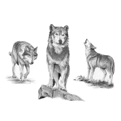 Онлайн пазл «Волчата»