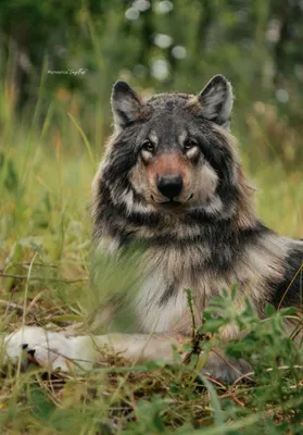 Мужчина спас волчицу с волчатами – 4 года спустя они встретились на том же  месте, и она узнала своего спасителя | Ваша Планета | Дзен