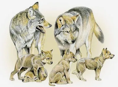 Набор Шляйх Волчица с волчатами, Schleich (42472) купить | Profi-Toys