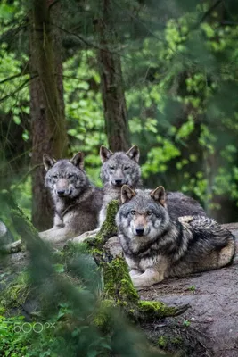 Волчица с волчатами рисунок карандашом (44 фото)