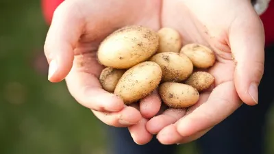Как сажать картофель, чтобы был урожай - советы как и когда сажать его  весной 2023- Lifestyle 24