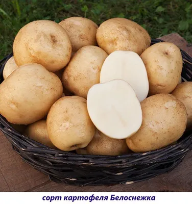 А что если клубни картофеля перед посадкой замочить в отваре луковой  шелухи? Эксперимент №2019 | МАГУСТО | Дзен
