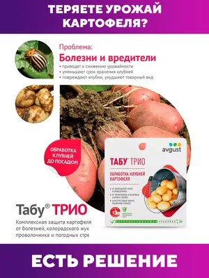 Проволочники (личинки жуков-щелкунов) | Насекомые-вредители и клещи |  «Сингента» в России