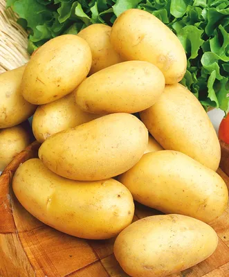 Можно ли курам давать картошку?
