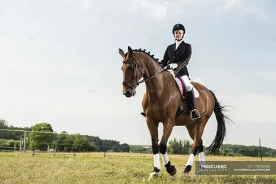 Dressage всадник на лошади в поле — одетый всадник, Обучение - Stock Photo  | #179052040