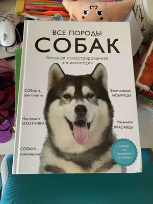 44 маленьких пород собак - Идеальные компаньоны весом от 1,5 до 15 кг -  Часть 2