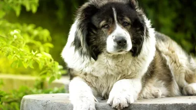 Лучшие породы собак средних размеров: названия, фото, описание, отзывы  кинологов